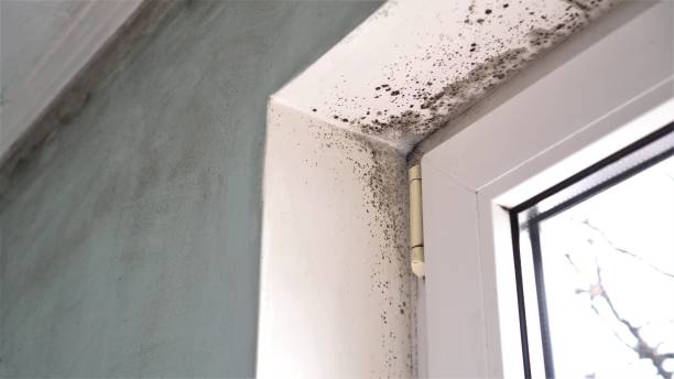 Best Industrial Mold Remediation in Oral City, FL