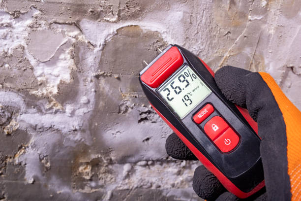 Best Residential Mold Remediation in Oral City, FL