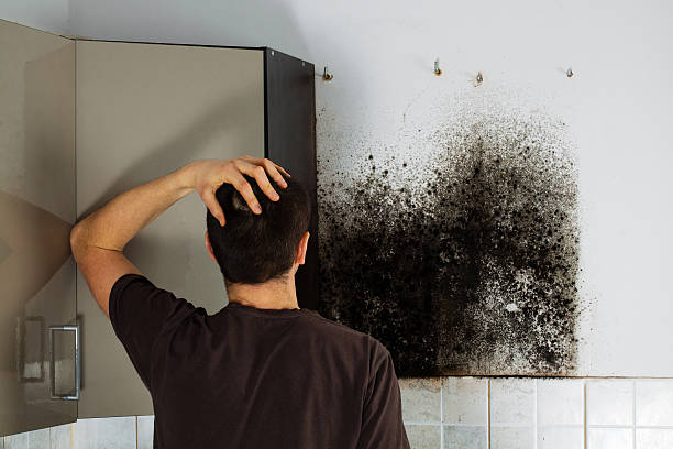 Best Industrial Mold Remediation in Oral City, FL