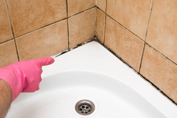 Best Industrial Mold Remediation in Oral City, FL